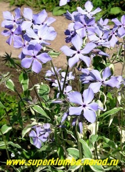 цветы Ф. РАСТОПЫРЕННОГО "Монтроуз Триколор" (Phlox divaricata "Montrose Tricolor") Цветы лавандовые с 

фиолетовым глазком, крупные, с тонким нежным ароматом, можно использовать на срезку. ЦЕНА 350 руб (1 дел)