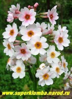 Примула японская "РОВЕЛЛЕН РОУЗ" (Primula japonica "Rowallan Rose") канделябровая бело-розовая, высота до 35 см, цветы собраны в многоярусное соцветие (5-7 ярусов), цветет июнь-июль, ЦЕНА 300 руб (штука)