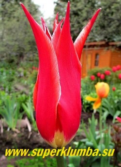 Тюльпан АЛЛАДИН (Tulipa Aladdin) лилиецветный, очень элегантный яркий красно-оранжевый с золотой каймой, прекрасная форма цветка, долгоцветущий до 2-3 недель, высота до 50 см , среднепоздний. ЦЕНА 80 руб ( 1 лук)