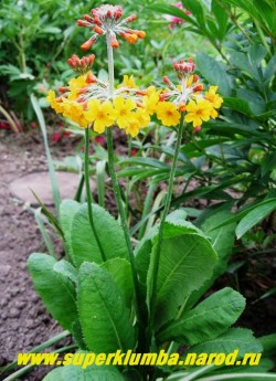 ПРИМУЛА БУЛЛЕЗИАНА (Primula x bullesiana) канделябровая, редкая желто-оранжевая примула, цветы собраны в многоярусное (5-7 ярусов) соцветие высота 25-30 см, цветет июнь-июль, Зимует под легким укрытием.  ЦЕНА 400 руб (штука)