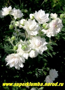 ГЕРАНЬ ЛУГОВАЯ "Дабл Джевел"(Geranium pratense ''Double Jewel'') махровые крупные белые цветы немного розовеющие в центре в процессе цветения, очень обильное цветение, прочный куст высотой до 60 см.  ЦЕНА 400 руб (1 шт)