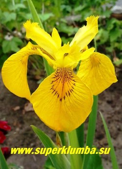 цветок ИРИСА АИРОВИДНОГО ВАРИЕГАТНОГО имеет  сетчатый  коричневый рисунок  на основаниях нижних лепестков. ЦЕНА 400 руб. (1 дел)