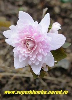 АНЕМОНЕЛЛА ВАСИЛИСТНИКОВАЯ "Камео" (Anemonella thalictoides "Cameo") Цветок в полуроспуске крупным планом. ЦЕНА 1200 руб (1 шт)