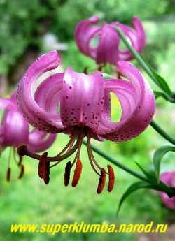 Лилия МАРТАГОН / кудреватая, саранка, (Lilium martagon) цветок крупным планом. ЦЕНА 400 руб (1 лук)