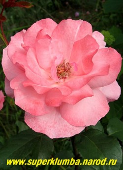 РОЗА №6. Роза нежно-розовая полумахровая. Высота 70-80 см, цветет с июня до заморозков. НЕТ В ПРОДАЖЕ