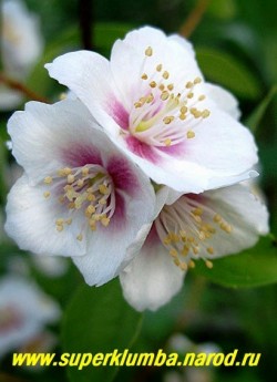 ЧУБУШНИК ОБЫКНОВЕННЫЙ "Белль Этуаль" (Philadelrhus pallidus "Belle Etoile") Цветы крупным планом. Диаметр цветка 4см. Запах земляники! Высота 100-140см. НЕТ В ПРОДАЖЕ