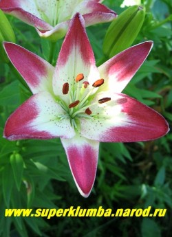 Лилия ЛОЛЛИПОП (Lilium  Lollypop) азиатский гибрид, Цветок крупным планом.  ЦЕНА 150-200 руб ( 1 лук)