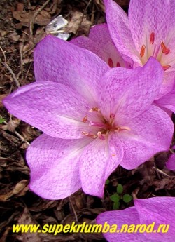цветок КОЛХИКУМА СИБТОРПА (Сolchicum sibthorpii = bivonae) крупным планом. На лепестках виден мелкий пурпурный шахматный рисунок. НОВИНКА! ЦЕНА 350 руб