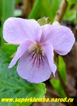 ФИАЛКА УДИВИТЕЛЬНАЯ (Viola mirabilis)  Стерильный цветок крупным планом.  ЦЕНА 200 руб. (1 дел)
