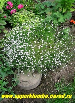 ПЕТРОРАГИЯ КАМНЕЛОМКОВАЯ (Petrorhagia saxifraga) Миниатюрный кустик , в цветущем виде диаметром 15-20 см , внешне очень похожий на гипсофилу. Стебли высотой до 20 см с маленькими бело-розовыми цветками 5-8 мм в диаметре. Цветет очень продолжительно с июня до сентября. ЦЕНА 250 руб.