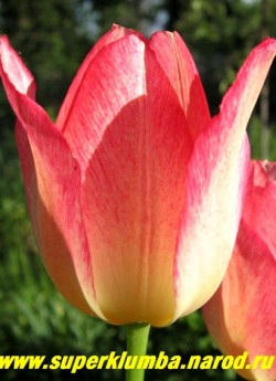 Тюльпан МАРЖОЛЕТТИ (Tulipa marjolettii). На фото цветок в конце цветения практически полностью окрашен в малиново-розовый цвет. Высота бокала 6 см. Неприхотливый, не нуждается в ежегодной выкопке. НОВИНКА! ЦЕНА 100 руб (1 лук)