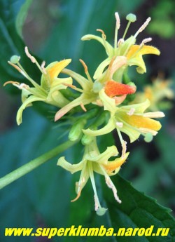 ДИЕРВИЛЛА РУЧЕЙНАЯ ( Diervilla rivularis) цветет изящными цветами желто-оранжевого колера собранными по 4-7 шт. в пазушные соцветия-полузонтики. Цветет с июля по август. Растение неприхотливо и достаточно морозоустойчиво. НЕТ В ПРОДАЖЕ
