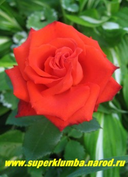 РОЗА "МЕРСЕДЕС" Роза яркого алого цвета с красивым разворотом лепестков, диаметр цветка 6-7см, с тонким ароматом. Прекрасная срезка.Цветение обильное, начинается с конца июня и продолжается до самых заморозков. Куст прочный, высотой 60-80 см. НЕТ В ПРОДАЖЕ