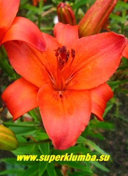 Лилия ГРАНД ПАРАДИЗО (Lilium  Grand Paradiso)  азиатский гибрид , ярко-красная с оранжевым горлом без крапа, диаметр цветка 16 см, цветет июль, высота до 100 см., НЕТ  В ПРОДАЖЕ .
