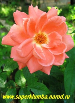 РОЗА №5. Роза светло-оранжевого цвета полумахровая. Высота 70-80 см, цветет с июня до заморозков. НЕТ В ПРОДАЖЕ