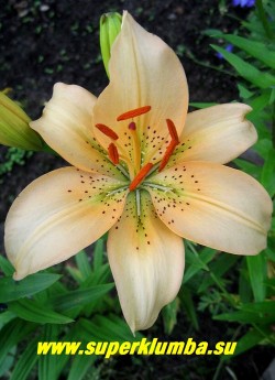 Лилия ЦЕЛИН (Lilium  Celine)  цветок крупным планом.  ЦЕНА 200 руб (1 шт)