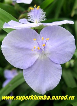 ТРАДЕСКАНЦИЯ "БЛЮ ДЕНИМ" (Tradescantia "Blue Denim" ) , жемчужно-голубая, крупные цветы диаметром 5 см, цв. июнь-сентябрь, высота 50-60 см, ЦЕНА  250 руб (кустик: 3-4 шт)