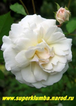 РОЗА №3. Полиантовая роза, кремово-белая, светлеющая по мере роспуска бутонов. Красивый разворот густомахровых цветков, на ветке от 5-10 цветов, диаметром 6-7 см.  ЦЕНА 500-600 руб (4-5 летки)