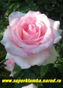 РОЗА "ГРАНД СИСЛЕЙ" Чайногибридная, бело-розовая, диаметр цветка 9 -10 см, распускается из крупных, длинных бутонов и ярко-розовые в центре, а по краям выгорают до бледно-розовых. высота до 70см, НЕТ В ПРОДАЖЕ