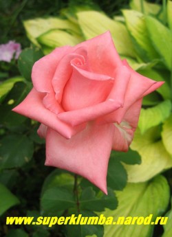 РОЗА №4. Роза нежного кораллово розового цвета с прекрасным разворотом. Высота 70-80см, цветет с июня до заморозков, срезочная. НЕТ В ПРОДАЖЕ