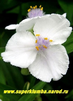 ТРАДЕСКАНЦИЯ №4, белая с сиреневыми тычинками, диаметр цветка 4 см , цв. июнь-сентябрь, высота 35-40 см, ЦЕНА  300 руб (кустик: 3-4 шт)
