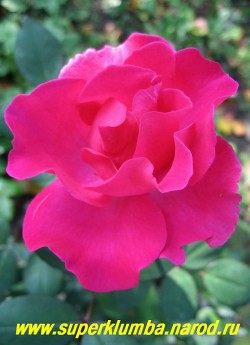 РОЗА "ЭЛЬВЕШОРН" очень красивого ярко-розового цвета, красивый разворот лепестков, цветок диаметром 6-8см, высота до 80 см, цветет с июня по заморозки, очень неприхотливая. НЕТ  В ПРОДАЖЕ