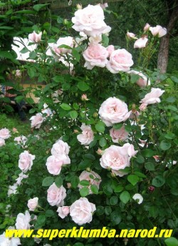 РОЗА "НЬЮ ДОУН" в саду. Роза цветет обильно, отмечается непрерывное появление новых цветков в течение всего лета. В одиночной посадке роза вырастает до 2 - метровой высоты. Цветки имеют приятный яблочный аромат. Неприхотлива. ЦЕНА 500 руб 4-5 ЛЕТКА)