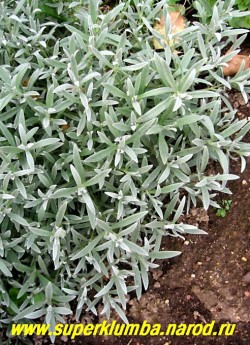 ЯСКОЛКА ВОЙЛОЧНАЯ (Cerastium tomentosum) растение с серовойлочными, ветвистыми, стелющимися и приподнимающимися стеблями, образующими плотные подушки до 20 см высотой ЦЕНА 300 руб