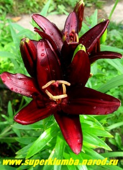 Лилия ЛАНДИНИ (Lilium  Landini)  Азиатский гибрид. Цветок темнокрасного почти черного цвета. Цветки направлены вверх, трубчатой формы с узкими лепестками, цветок 8-15 см. Высота 60-90 см.   НЕТ  В ПРОДАЖЕ