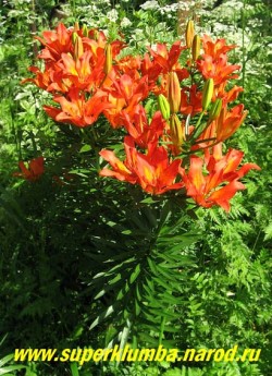 Лилия ДАУРСКАЯ (Lilium dаhuricum)  Красивая видовая лилия с кубковидными оранжево-красными с желтым горлом цветами без запаха, до 25 цветков на цветоносе, Цветет раньше всех в июне 16-20 дней, высота до 100 см.  ЦЕНА 300 руб (1 шт)
