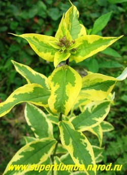 Флокс метельчатый ГОЛДМАЙН (Phlox paniculata Goldmine) Листва . Листья с широкой насыщенной золотисто-желтой широкой каймой. НЕТ В ПРОДАЖЕ