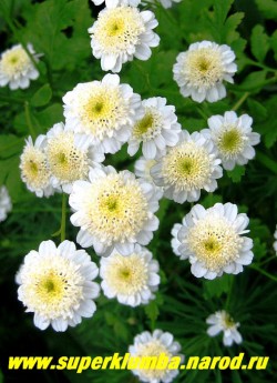 ПИРЕТРУМ ДЕВИЧИЙ "Сноу паффс" (Matricaria eximia "Snow puffs")  Соцветия махровые лимонно-белые округлые, имеют юбочку из белых коротких, широких язычковых цветков, высота 60 см, цветет июль-август, в Подмосковье выращивается как 2- летник, но легко возобновляется самосевом. НЕТ  В ПРОДАЖЕ