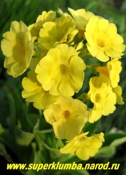 Примула ушковая "ЖЕЛТАЯ" (Primula аuricula) чисто-желтая крупноцветковая с ароматом, высота до 15 см, цветет май-июнь, ЦЕНА 300 руб (штука)