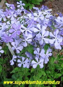 ФЛОКС РАСТОПЫРЕННЫЙ "Вайолет квин" (Phlox divaricata “Violet Queen”) цветы голубые с фиолетовым оттенком, 

высота с цветоносами до 40 см, цветет с мая по июнь 25-30 дней , можно использовать на срезку, НОВИНКА! ЦЕНА 200 руб (1 дел.)