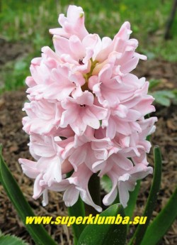 Гиацинт восточный "ЧАЙНА ПИНК" (Hyacinthus orientalis "Сhina pink") бело--розовые фарфоровые цветы, высота 12-15 см, цв. май, ЦЕНА 100 руб (1 шт)