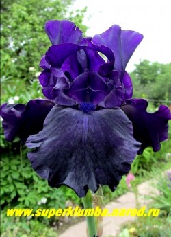 Ирис ДАРК САЙД (Iris Dark Side)  крупные  бархатные иссиня-черные сильно гофрированные цветы с темносиней бородкой,  высота до 80 см. Мощный, стабильноцветущий, зимостойкий сорт. Среднего срока цветения. ЦЕНА 350 руб