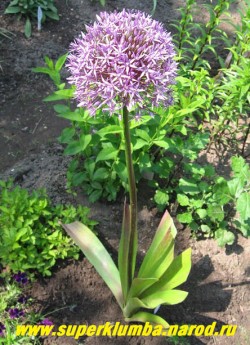 ЛУК ГЛОУБМАСТЕР (Allium Globemaster) Декоративный гибридный лук с крупными звездчатыми цветами , собранными в огромные сиреневые соцветия до 25см в диаметре, высота соцветий до 80 см. Листва широкая плоская. Цветет с июня по август. ЦЕНА  350 руб