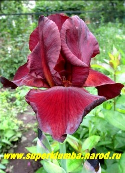 Ирис СПАРТАН (Iris Spartan) Цветок бархатный бордово-красный с медными оттенками, бородка в тон окрасу, нижние лепестки парящие. Высота до 70см. Среднего срока цветения. ЦЕНА 300 руб