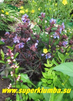 ГЕРАНЬ ЛУГОВАЯ «Блэк Бьюти» (Geranium pratense «Black Beauty») фото цветущего куста. Сочетание нежно-голубых цветов и черно-пурпурной листвы очень красиво. ЦЕНА 400 руб ( 1шт)