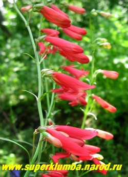 Соцветие ПЕНСТЕМОНА БОРОДАТОГО (Penstemon barbatus) крупным планом . Цветки до 5 см в длину, шарлахово-красные, собраны в узкое, кистевидное соцветие 25-30 см длиной. ЦЕНА 300 руб (1 деленка)