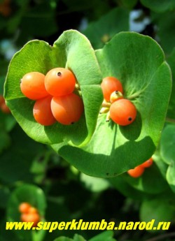 ЖИМОЛОСТЬ КАПРИФОЛЬ (Lonicera caprifolium)  Осенью жимолость украшают ярко-оранжевые несъедобные, но очень красивые ягоды. ЦЕНА 250-350 руб