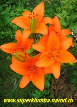 Лилия ТРЕЗОР (Lilium  Tresor) Азиатский гибрид, апельсиново-оранжевая с небольшим крапом, крупные цветы, цветет июль, высота 80 см, ЦЕНА 200 руб (1 шт)