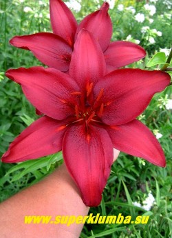 Лилия БЛЭК АУТ (Lilium  Black Out) Цветы крупным планом. Диаметр цветка до 17 см.   Цена 200-250 руб  (1 лук)