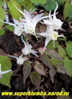 ГОРЯНКА КРУПНОЦВЕТКОВАЯ "Уайт квин" (Epimedium grandiflorum "White Queen")
 Молодая листва бордово-фиолетового цвета. 
  ЦЕНА 800 руб (1 делёнка)