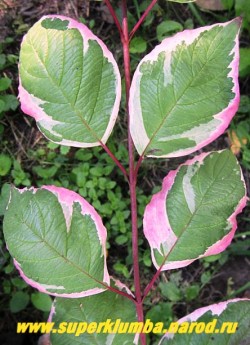 ДЕРЕН БЕЛЫЙ "Серебристоокаймленный" (Сornus alba f. aigenteo-marginata ) Листья к концу лета окрашиваются в фиолетово-красные тона. ЦЕНА 450 руб ( 4 летка)