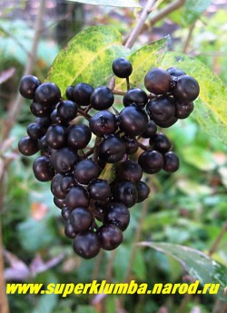 Плоды БИРЮЧИНЫ ОБЫКНОВЕННОЙ (Ligustrum vulgare) блестящие, ягодообразные, черные костянки, сохраняющиеся на кустах до января.НЕТ В ПРОДАЖЕ