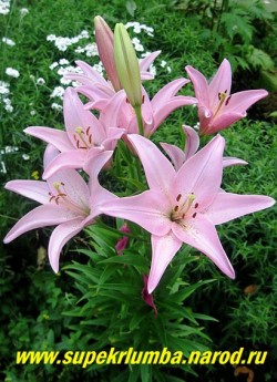 Лилия РЕНУАР (Lilium  Renoir)? Азиатский гибрид. нежно-розовая с небольшим посветлением и небольшим крапом в центре, высота 80 см, цветет июль   НЕТ В ПРОДАЖЕ