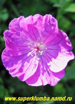 ГЕРАНЬ КРОВАВО- КРАСНАЯ "Вижн вайолет" (Geranium sanguineum "Vision  violet") цветок крупным планом.НЕТ В ПРОДАЖЕ