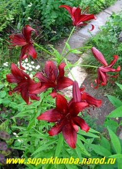 Лилия азиатская  НОЧКА. Бульбоносная, темно-вишнево-красные цветы с небольшим крапом по лепесткам, цветет июль, диаметр 10-12 см, высота до 80 см.  НЕТ В ПРОДАЖЕ