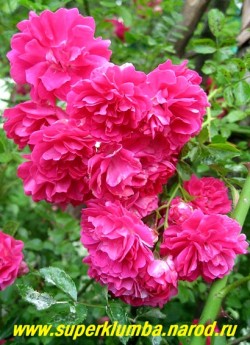 РОЗА "ЭКСЕЛЬЗА" (Excelsa) плетистая роза с побегами до 3 м, усыпанными густомахровыми цветами малиново-красного цвета , собранными в кисти по 20-30шт. Цветет на прошлогодних побегах, которые необходимо снимать со шпалеры и прикрывать на зиму. ЦЕНА 500 руб 4-5 ЛЕТКА)